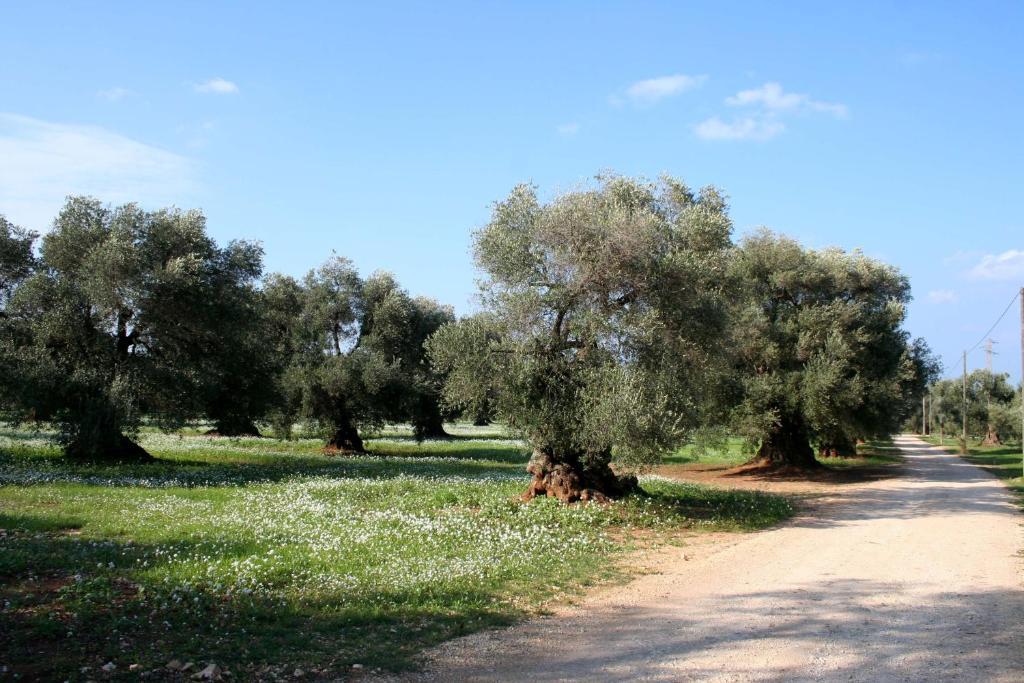 Masseria Morrone Остуни Номер фото